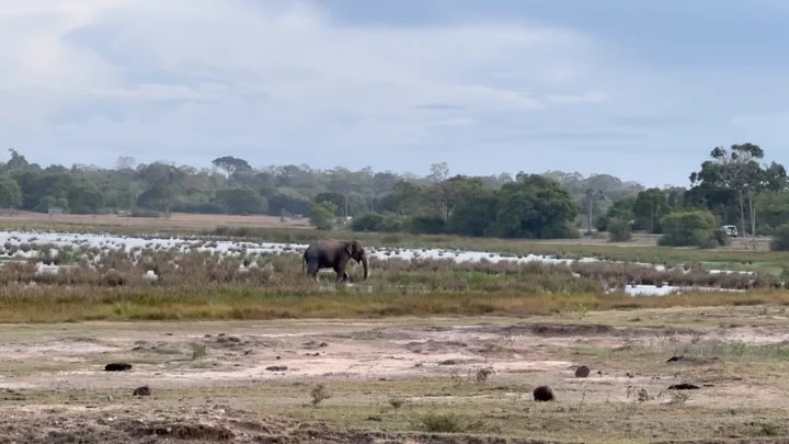 Elephants beside a wetland, featured by Ace Travel Solutions.