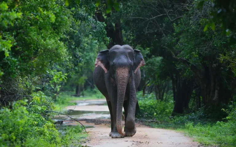 Elephant walking along a tree-lined road in Sri Lanka