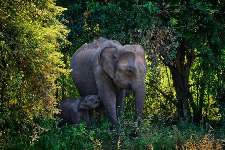 Elephant and calf among green vegetation