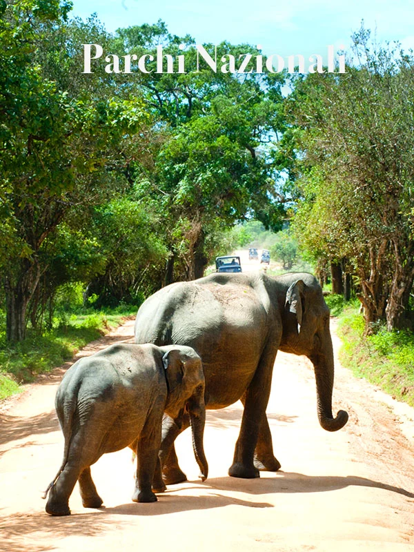 Adult elephant and calf on a forest road in Amarina Holidays national parks travel image