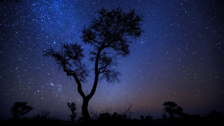 Night sky and silhouetted tree from andBeyond travel imagery.