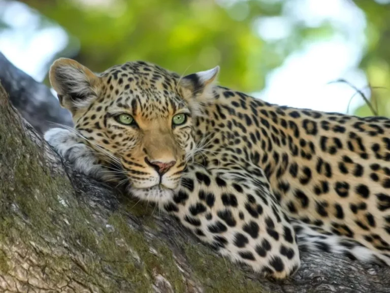 Leopard resting on a tree, featured by Classic Lanka Travels.