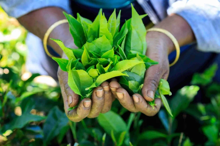 Hands holding freshly picked green tea leaves on the Tea Tang website